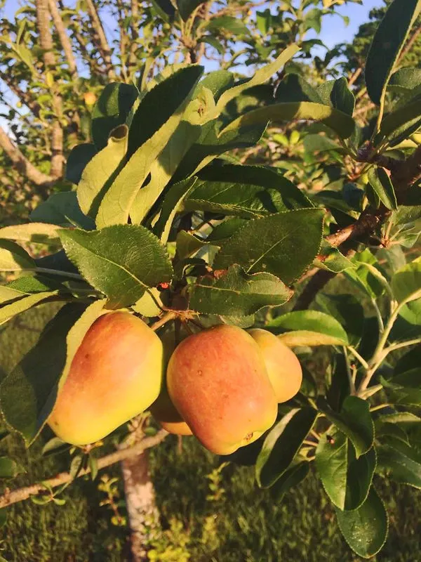 Ein Shemer Apple Tree