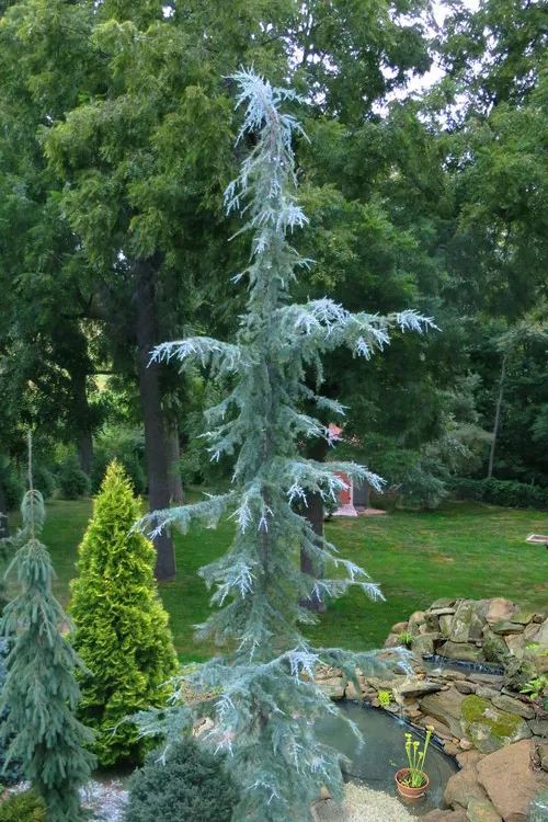 Eisregen Deodar Himalayan Cedar Tree - 1 Gallon Pot