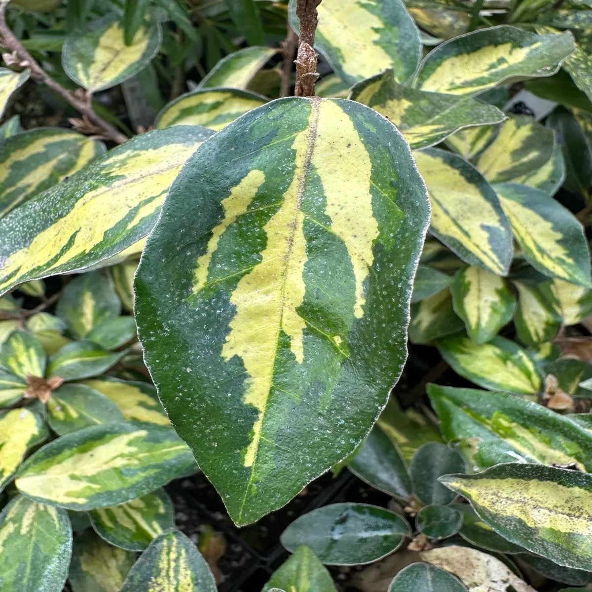 Elaeagnus pungens Maculata