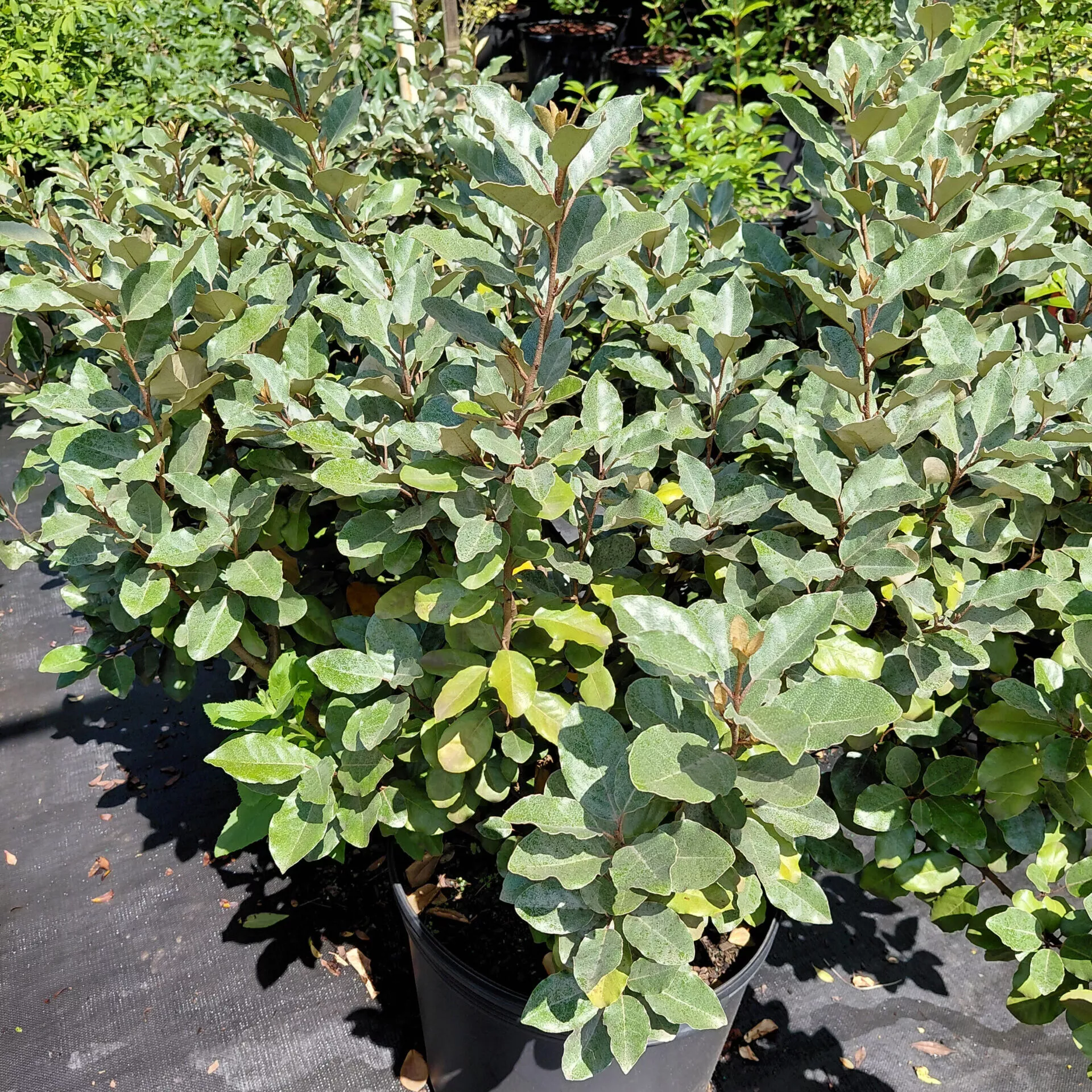 Elaeagnus pungens