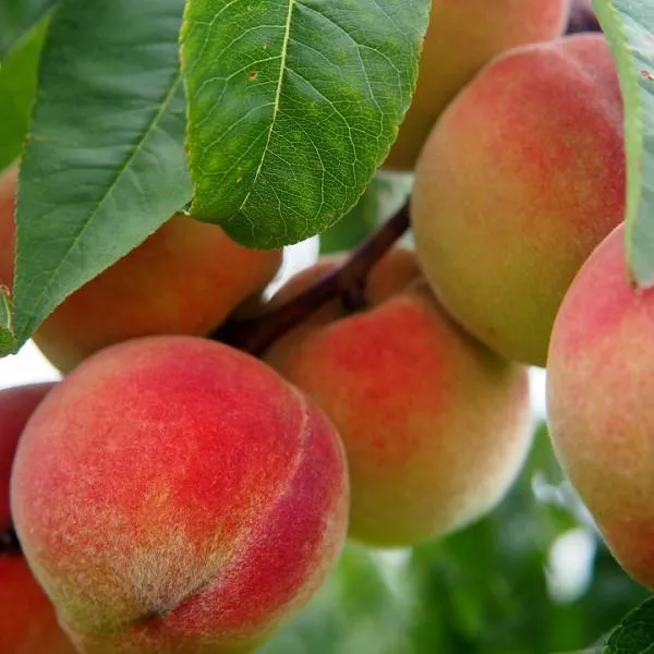 Elberta Peach – 5 Gallon ( 2 -3 ft. )