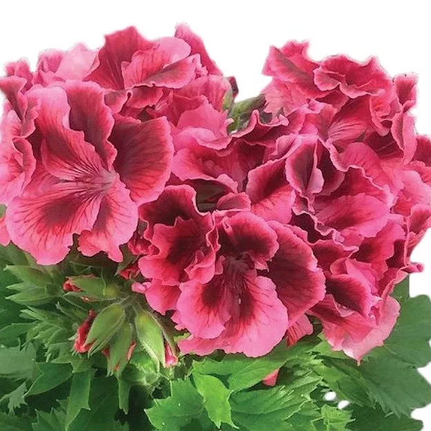 Elegance Kate Martha Washington Geranium