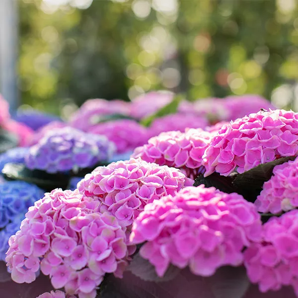 Elizabeth Ashley™ Bigleaf Hydrangea – #3 Container