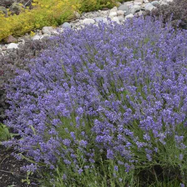 Ellegance Purple Lavender