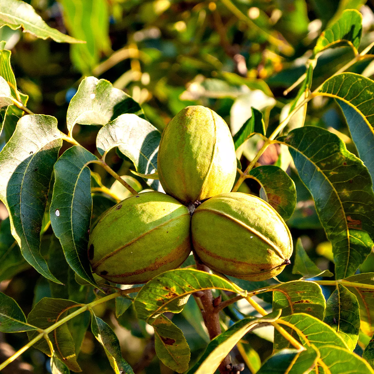 Elliot Pecan Tree | Type 2 Pollinator – 5 GALLON