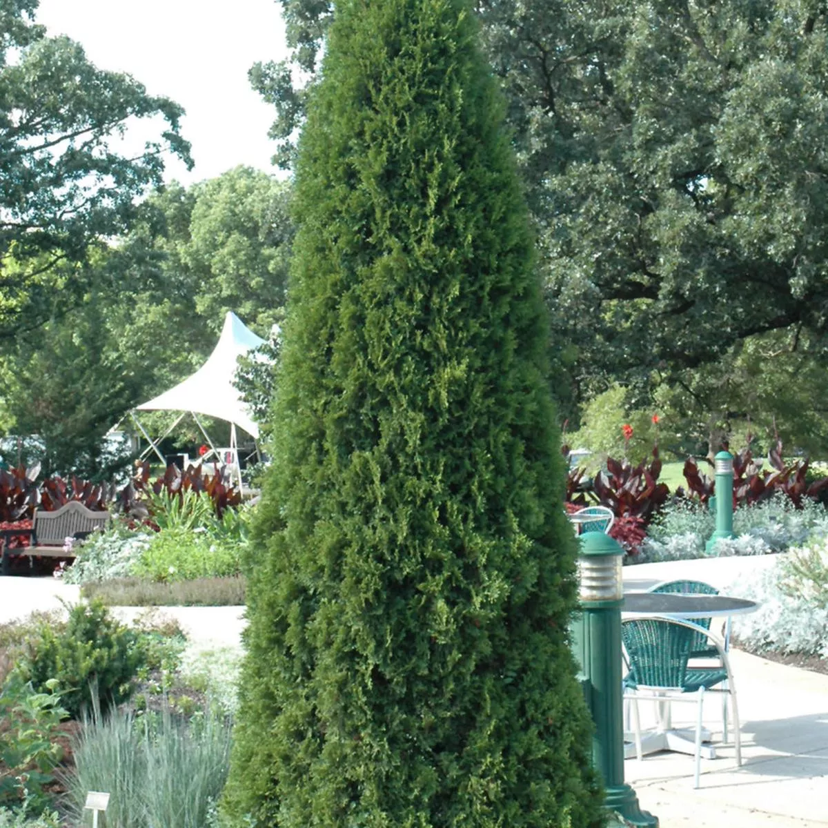 Emerald Eastern Cedar