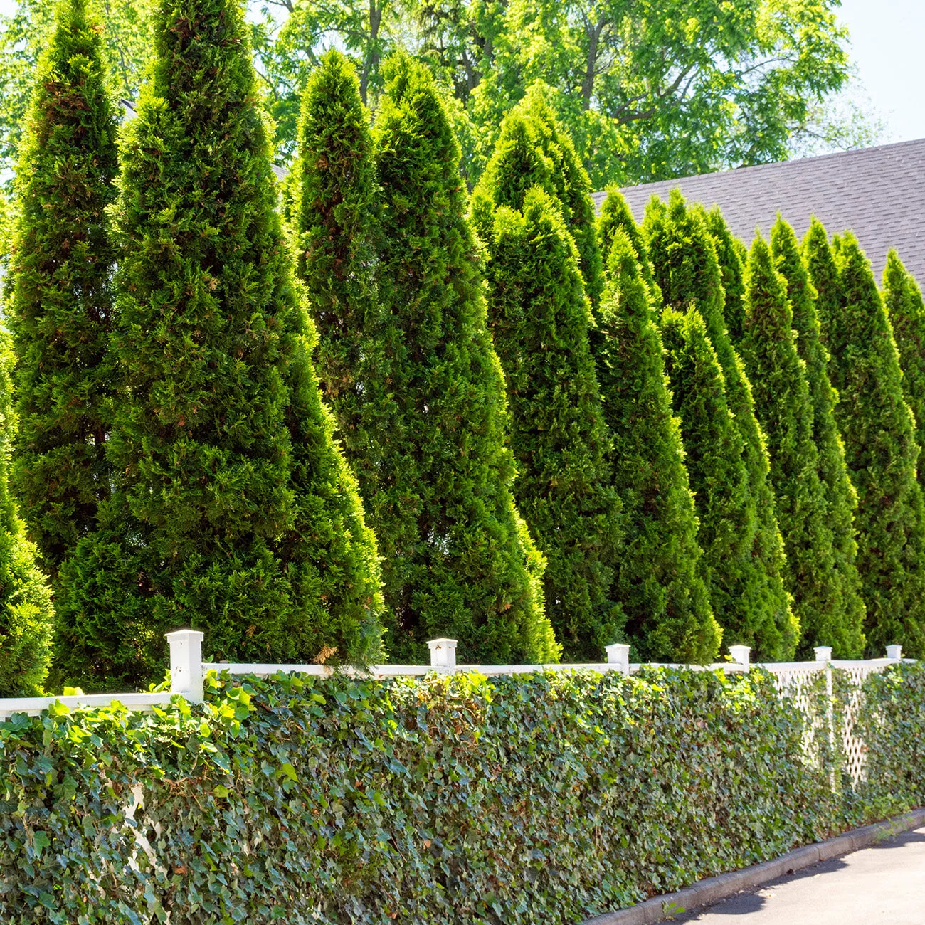 Emerald Green Arborvitae – 1 Gallon / Single