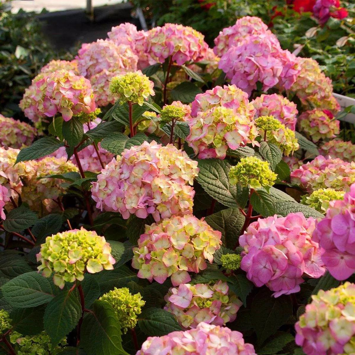 Endless Summer Bloomstruck Hydrangea (Blurple) # 2 ES Cont