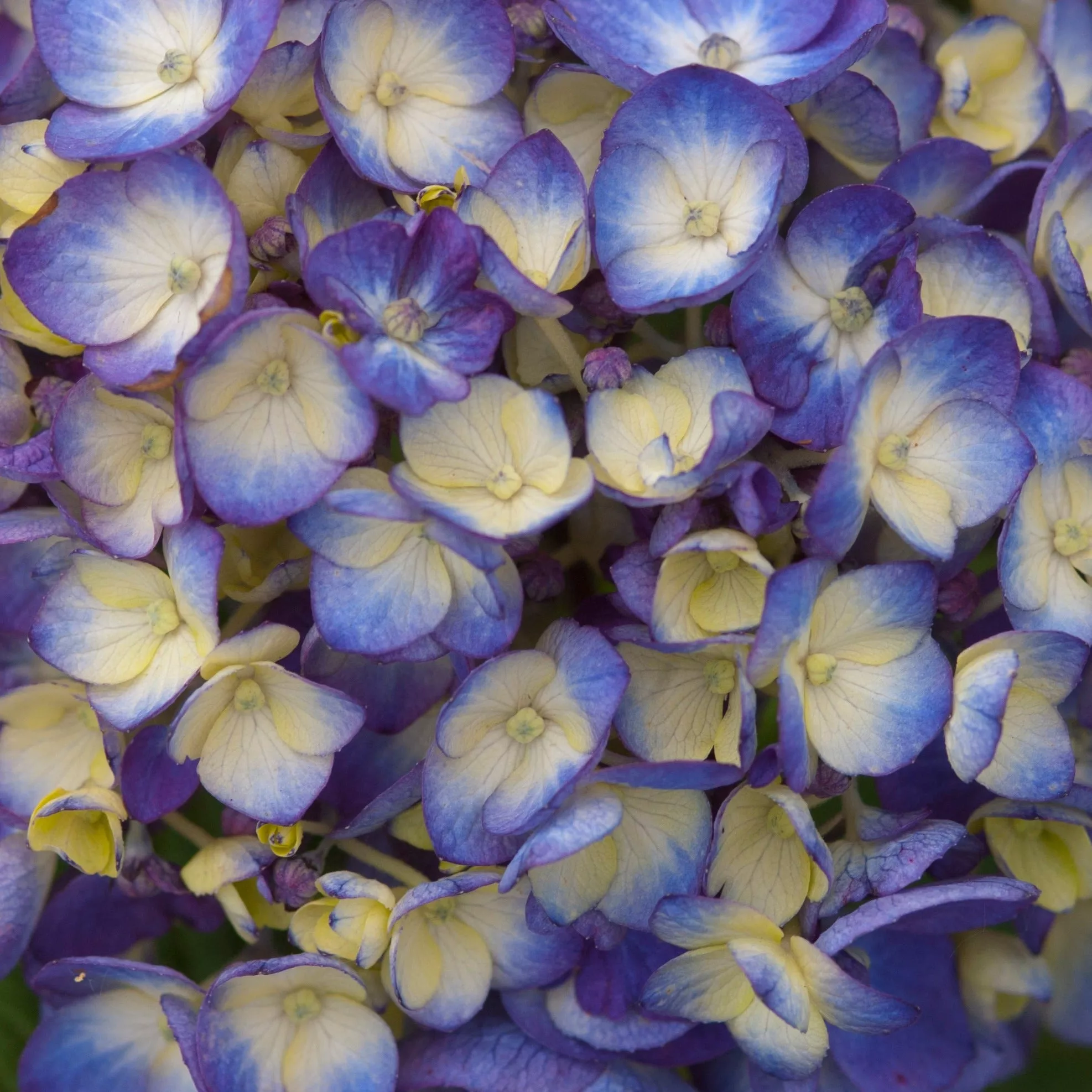 Endless Summer BloomStruck Reblooming Hydrangea – 3 Gallon