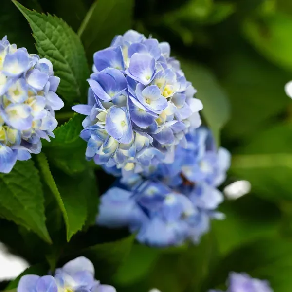 Endless Summer Hydrangea