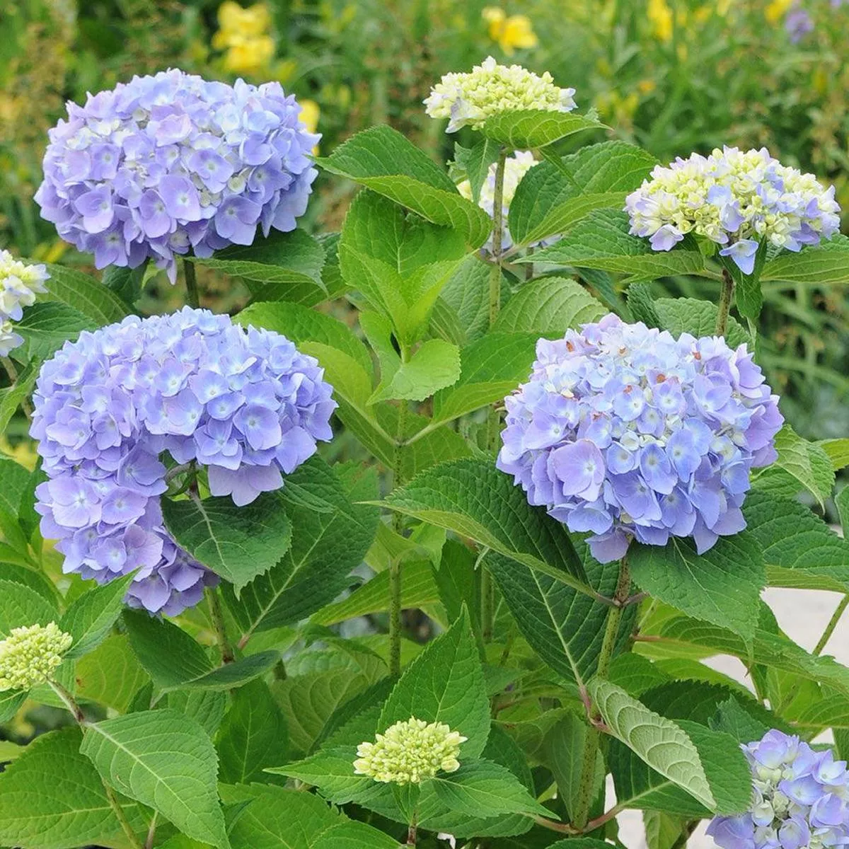 Endless Summer The Original Hydrangea (Blue)