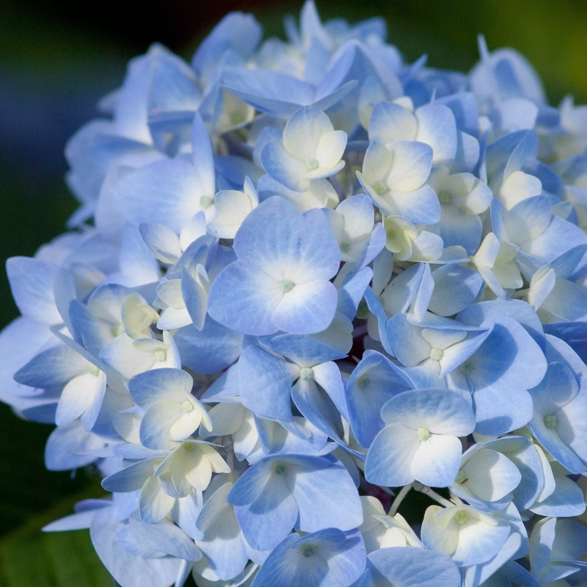 Endless Summer The Original Reblooming Hydrangea – 3 Gallon