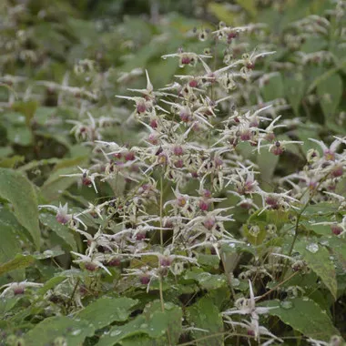Epimedium 'Domino' (30)ct Flat