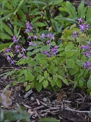 Epimedium grandiflorum ‘Lilafee’.
