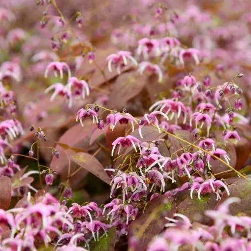 Epimedium 'Pretty in Pink' - One Quart Pot