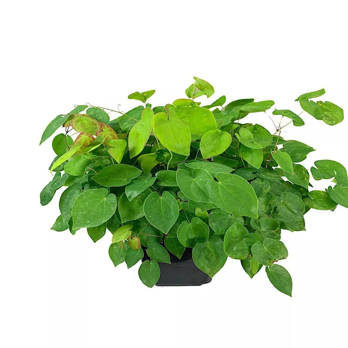 Epimedium rubrum