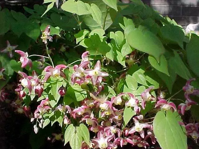 Epimedium x rubrum