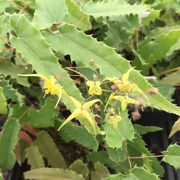 Epimediumssp. nova ‘Spine Tingler’