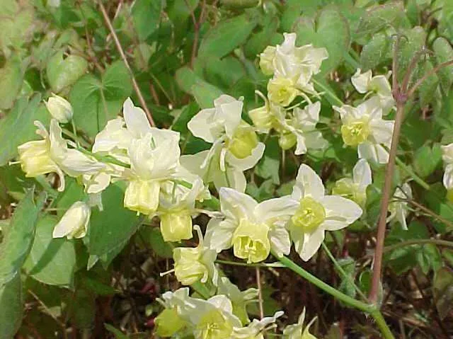 Epimediumversicolor ‘Sulphureum’
