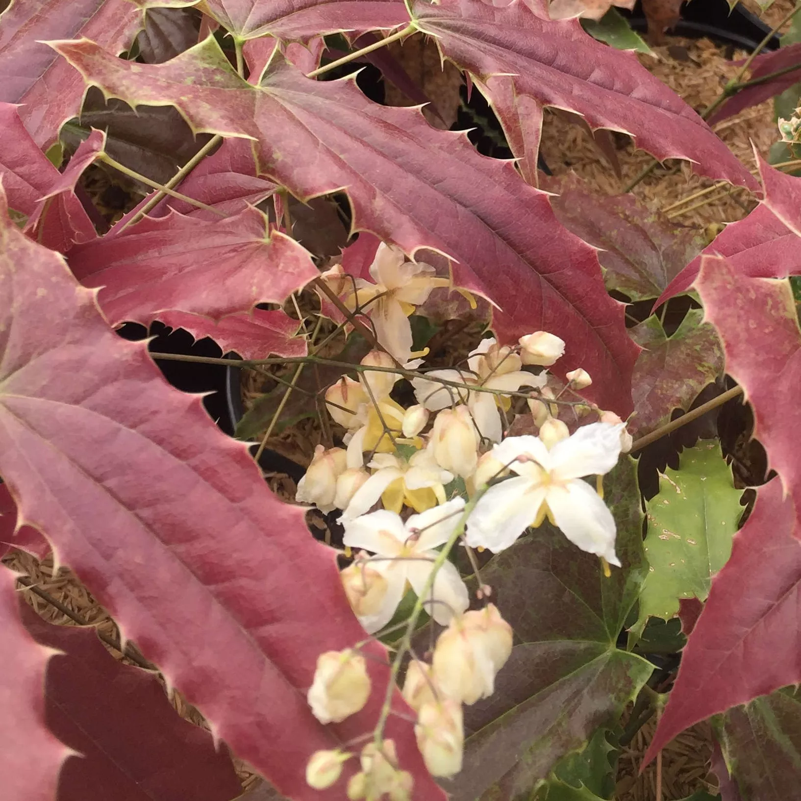 Epimediumwushanense ‘Sandy Claws’
