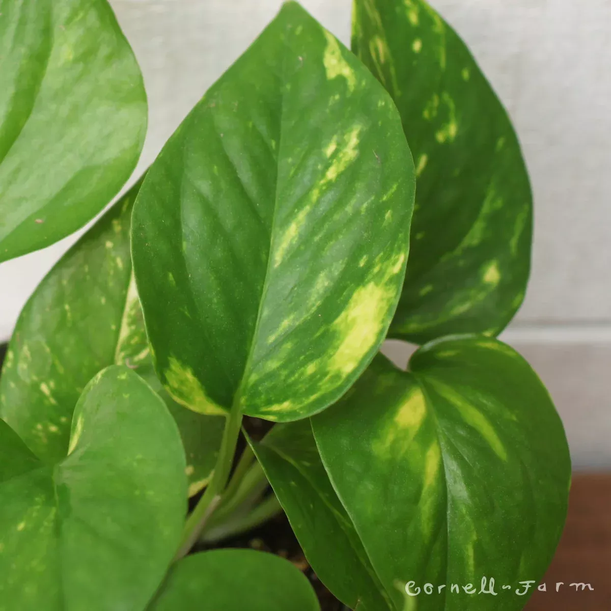 Epipremnum aureum 4in Golden Pothos