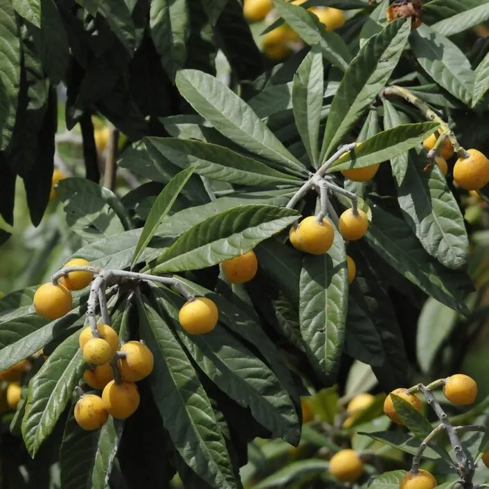 Eriobotrya japonica