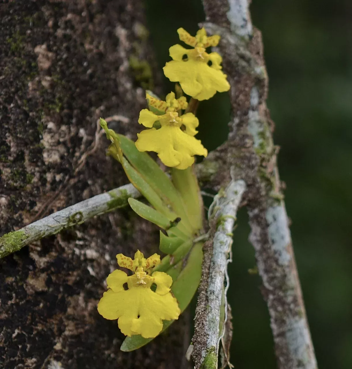 Erycina pusilla