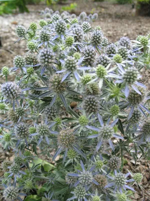 Eryngium planum ‘Blue Hobbit’