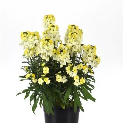 Erysimum 'Brightside™ Lemon Ice' - 4.5" Pot