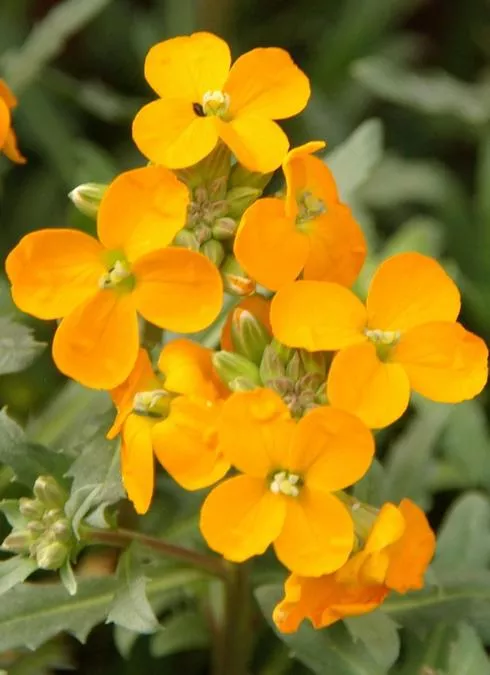 Erysimum ‘Glow Coral’
