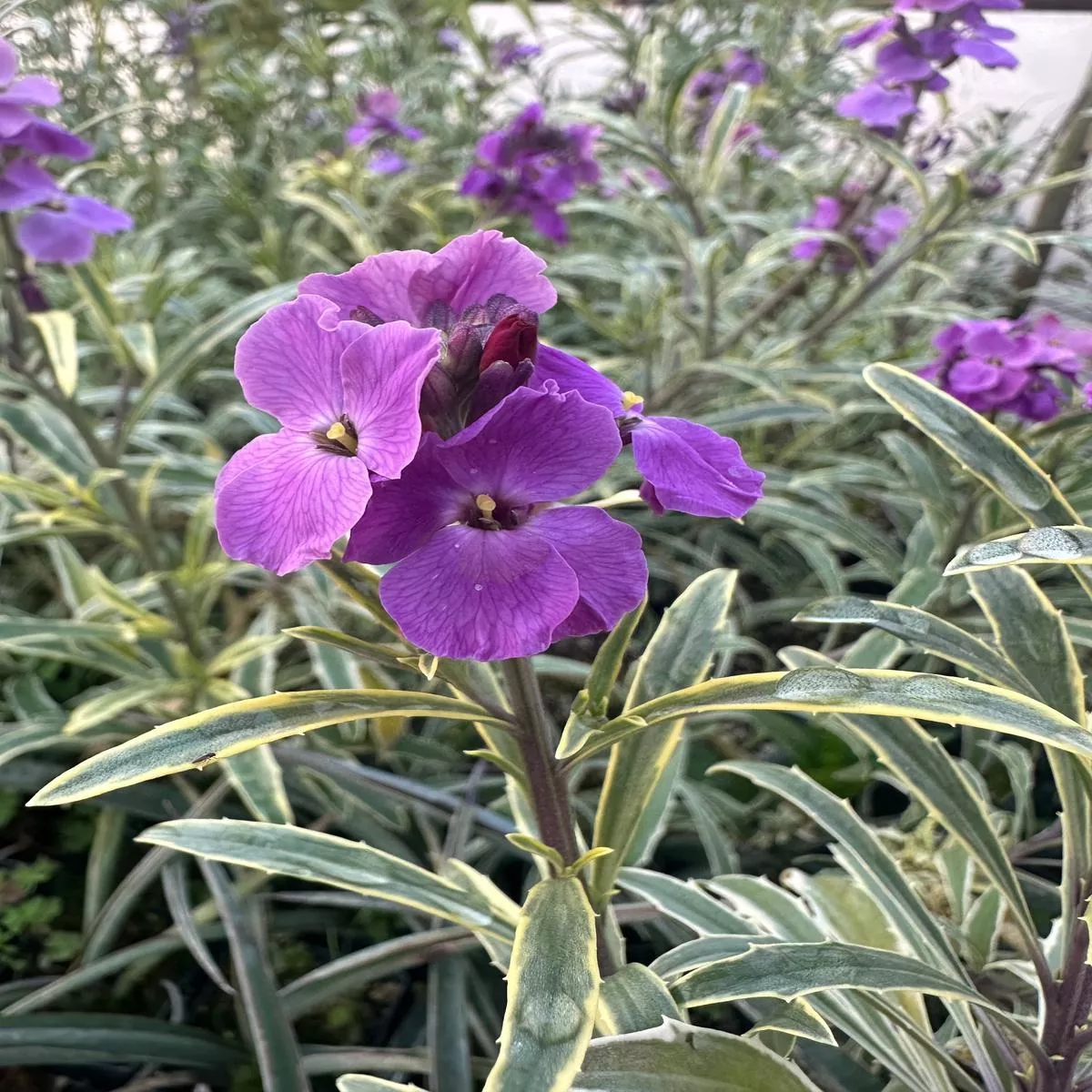 Erysimum linifolium Variegatum