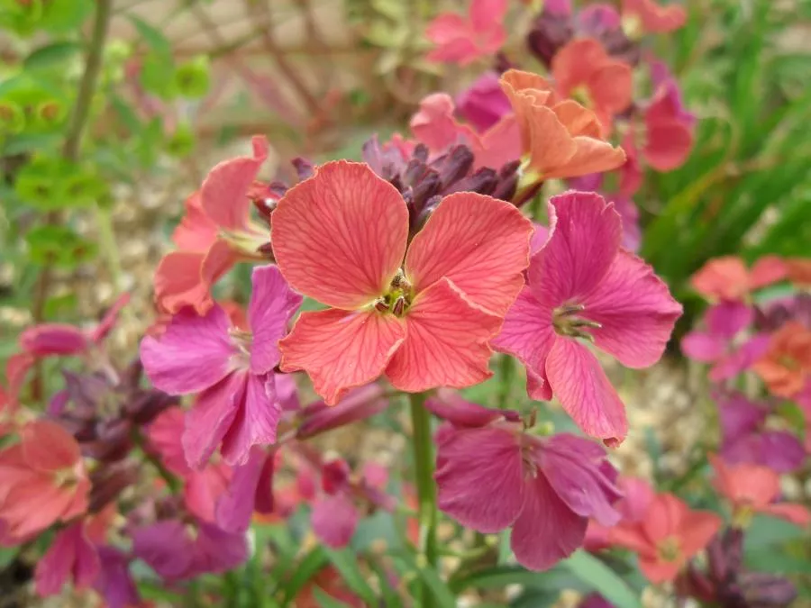 Erysimum ‘Winter Orchid’