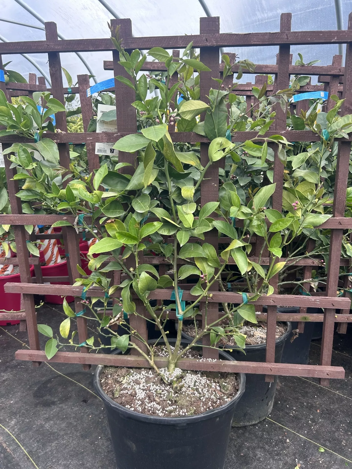 Espaliered Bearss Lime Tree