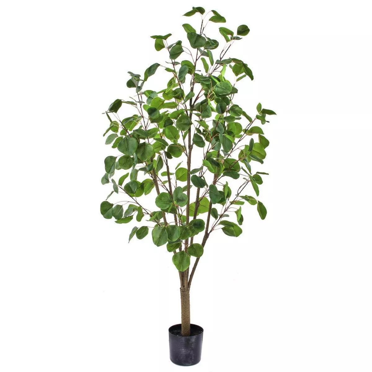 Eucalyptus Tree Everlasting 4 ’