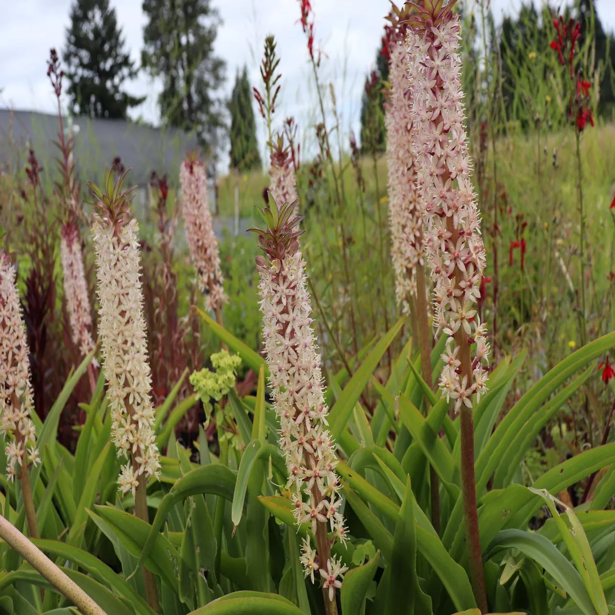 Eucomis’Innocence ’