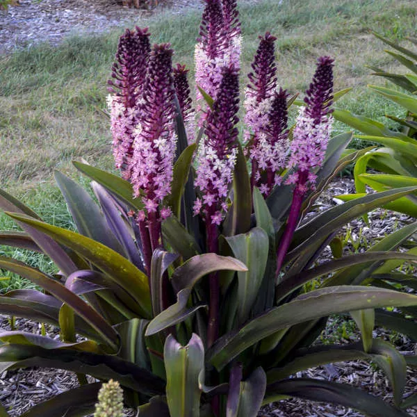Eucomis ‘Safari Adventure’