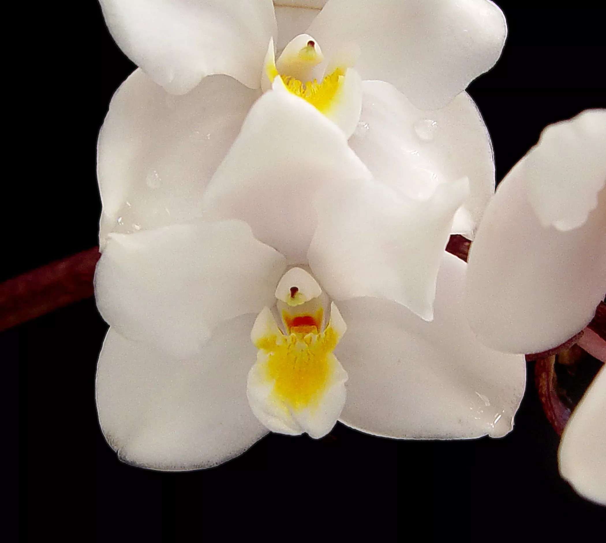 Eulophiella elisabethae