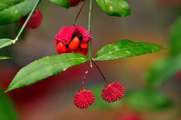 Euonymus americanus – Heart’s A’busting (B.M)