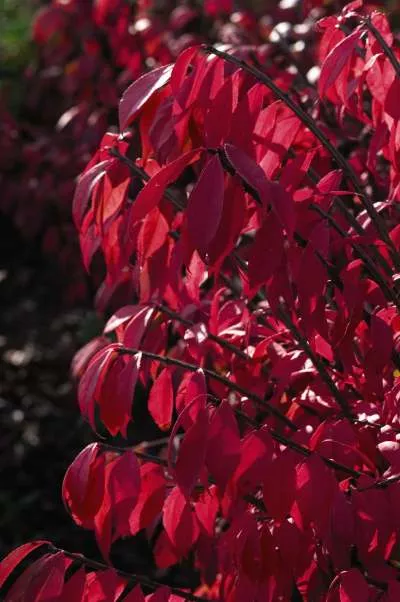 Euonymus a. Compactus