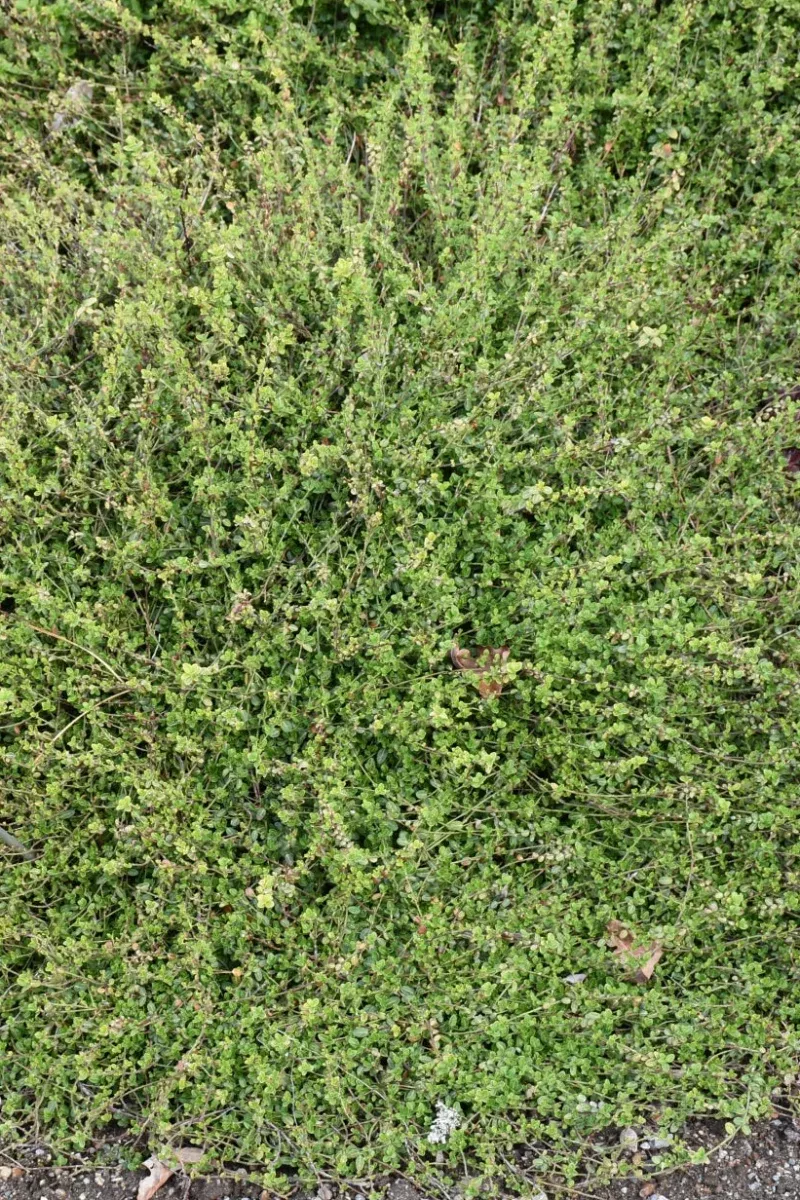 Euonymus Kewensis