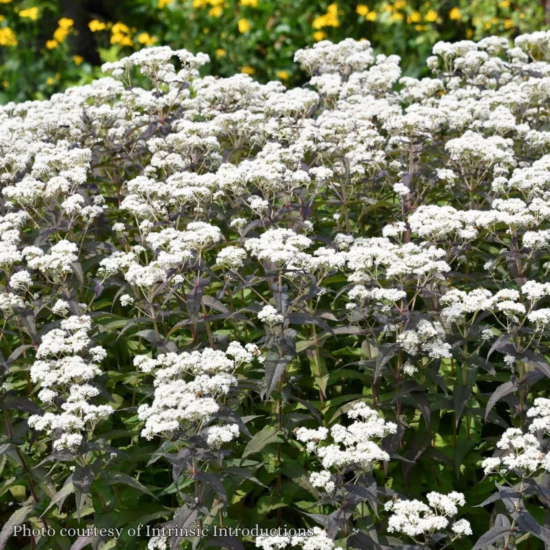 Eupatorium 'Blind Date' Joe Pye Weed