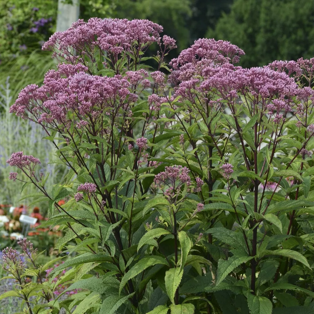 Eupatorium dubium ‘Baby Joe’