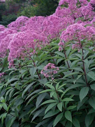 Eupatorium 'Gateway' - One Quart Pot