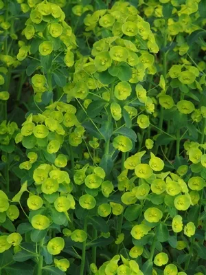 Euphorbia amygdaloides ‘Robbiae’