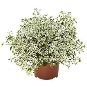 Euphorbia Star Dust Super Flash