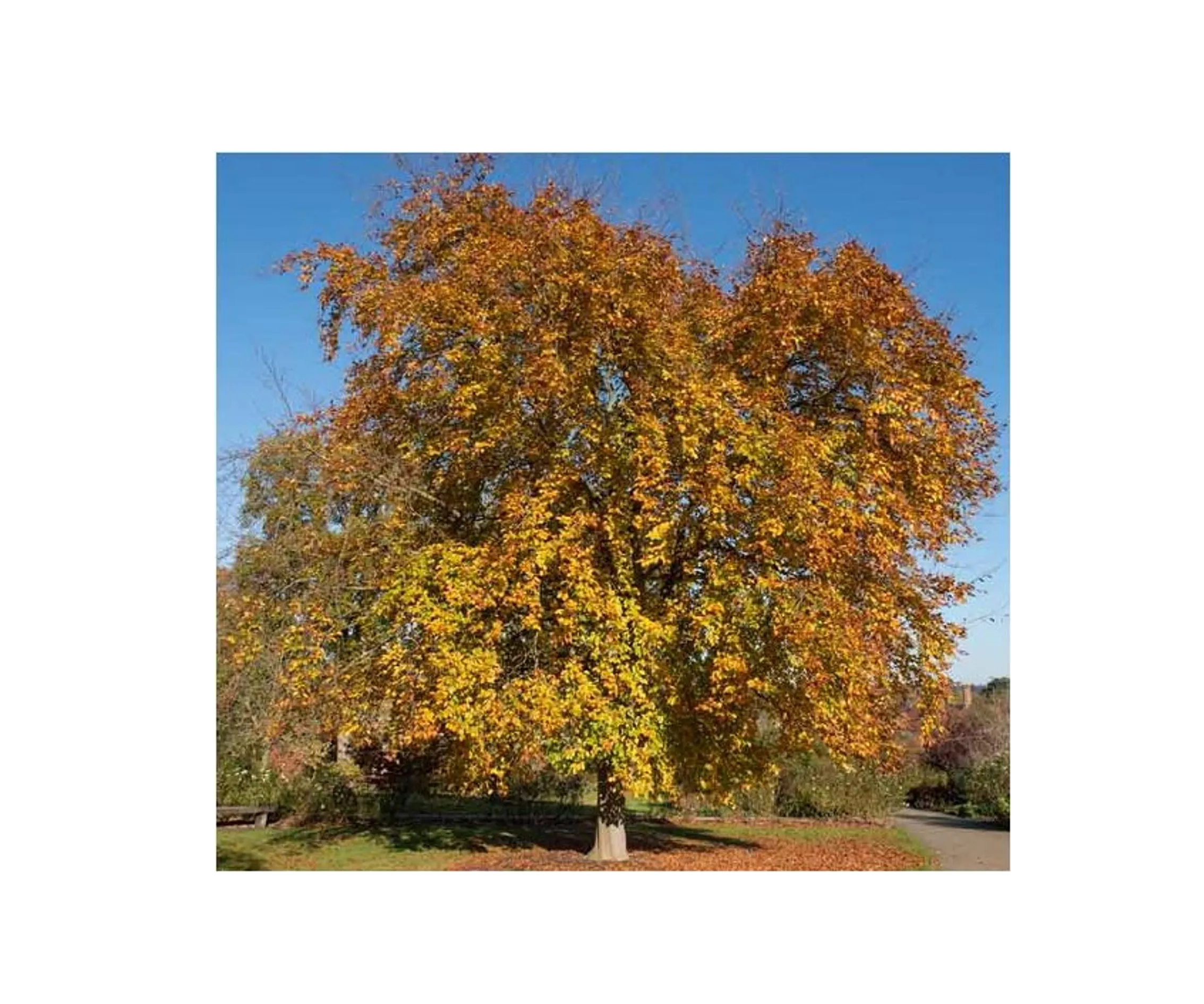 European Beech Tree