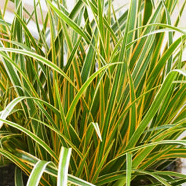 EverColor Everglow Sedge Grass – #1 Container