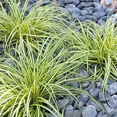 Evergold Sedge