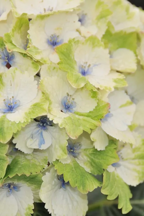 Everlasting Noblesse Hydrangea - 3 Gallon Pot