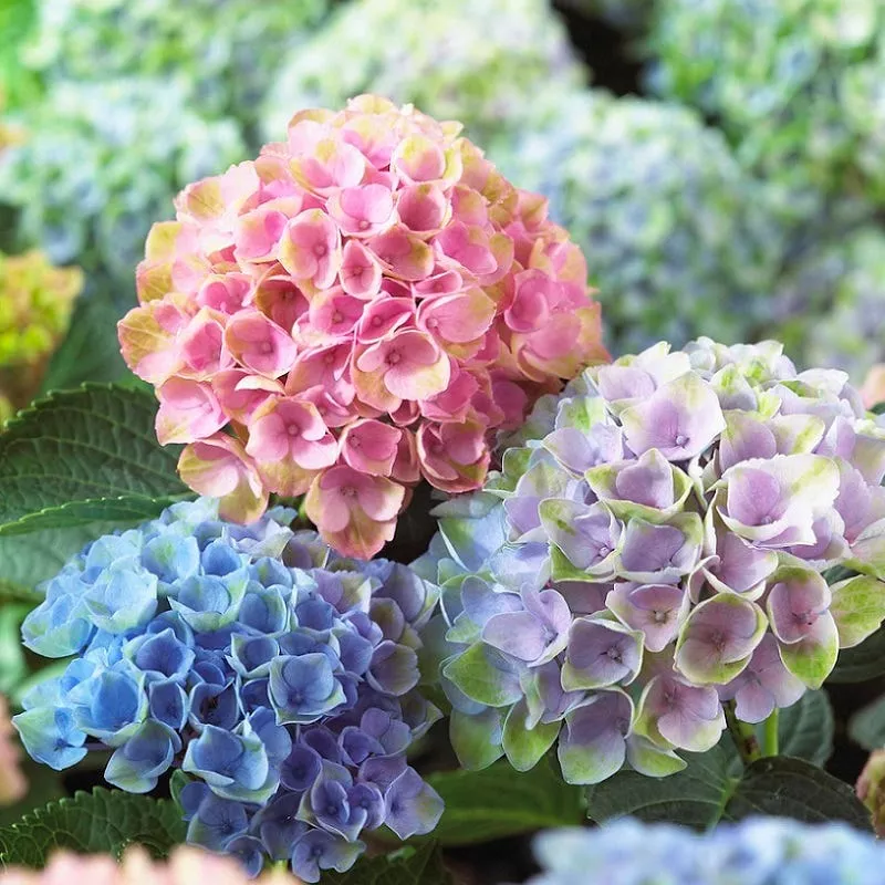 Everlasting Revolution Hydrangea